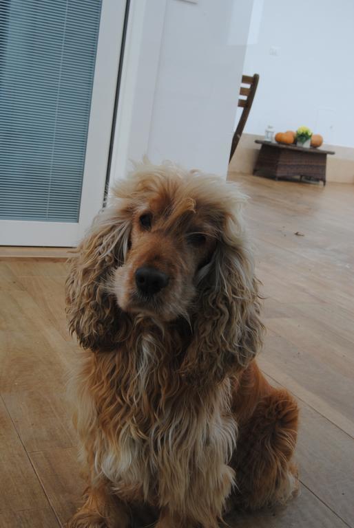 B&B La Gatta Sul TettoBorgo san Donato  エクステリア 写真